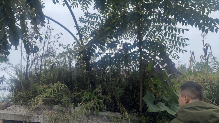 坟头两棵大树的全景，枝叶茂盛，旁边有人在查看