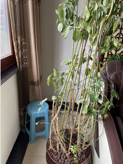 💔 家里破大财，男人不顾家｜家宅风水案例