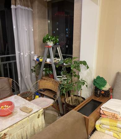 西南阳台一角：梯形花架上摆着一排小盆花草，右侧暖气罩上放着一棵仿玉的绿色白菜摆件
